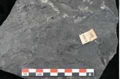 Foto (Detailansicht) von Sigillaria elongata Brongniart (NHMW-GEO-2024-0188-11073)